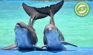 Delfines Recinto Maya Kay
